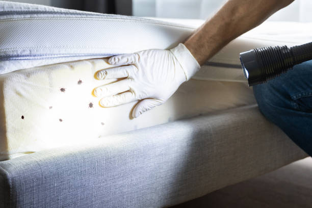 Best Flea Control Services  in East Mckeesport, PA
