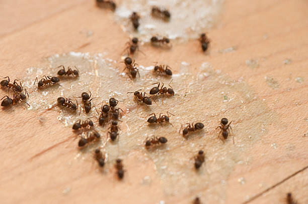 Best Pest Control for Businesses  in East Mckeesport, PA